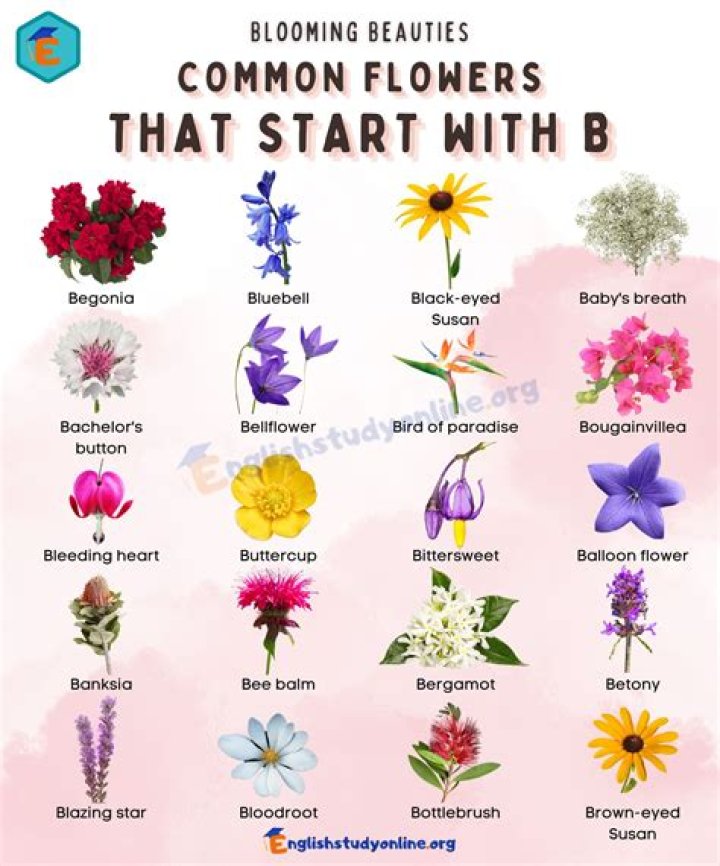 What are sweets that start with B?