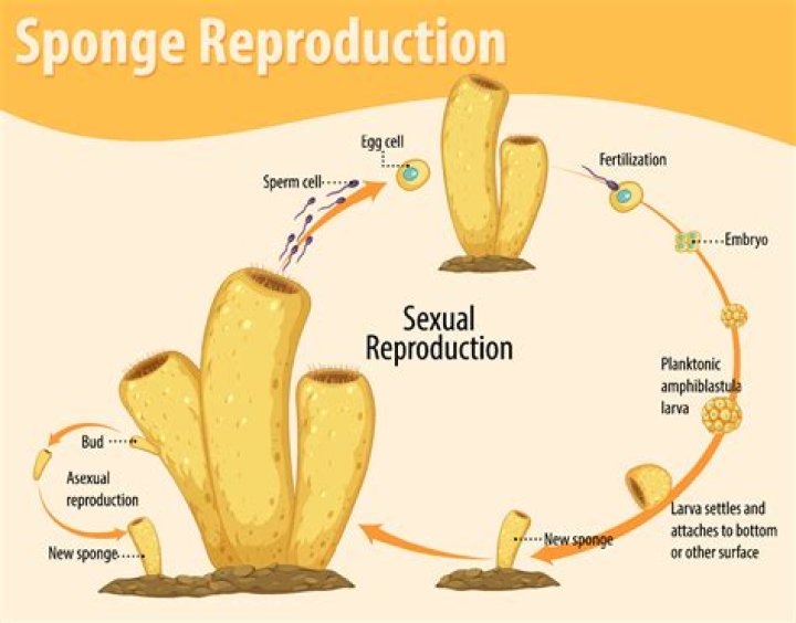 What are the 2 ways sponges can reproduce?