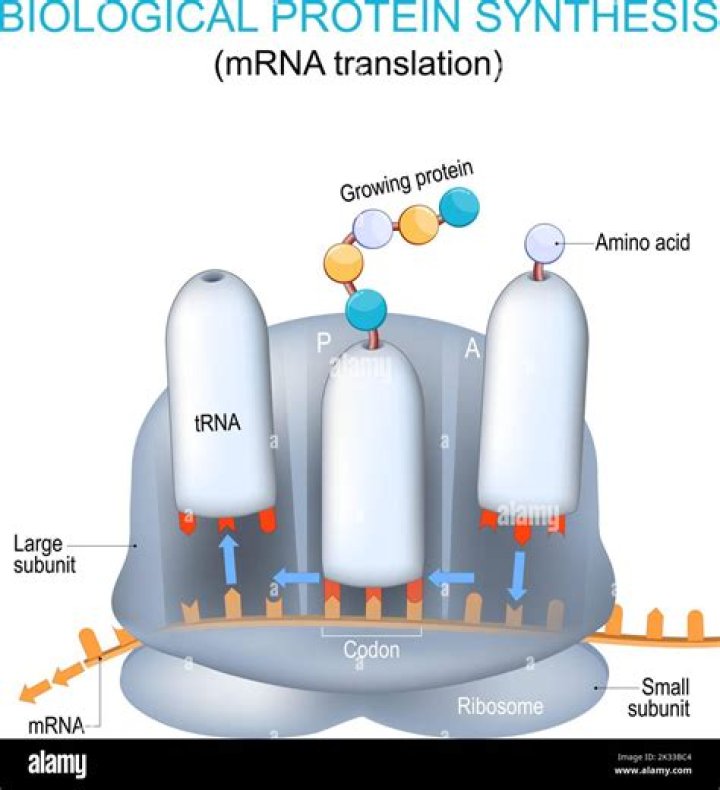 What are the 3 bases of mRNA?