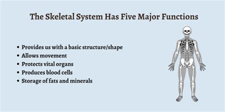 What are the 3 main functions of a cell?
