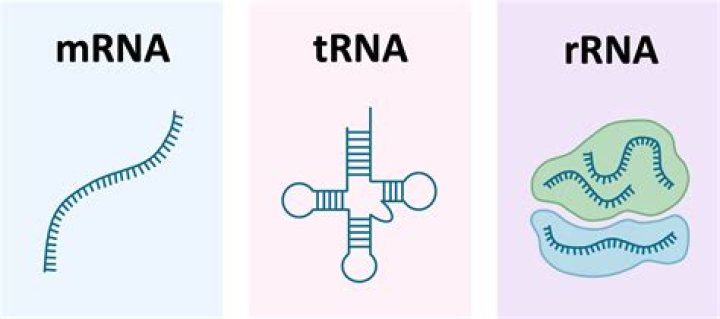 What are the 3 types of RNA quizlet?