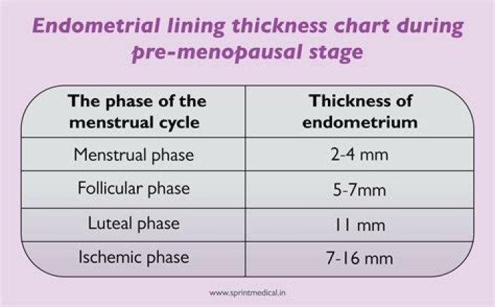 What are the 4 phases of the endometrial cycle