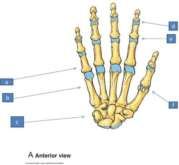 What are the 4th and 5th fingers?