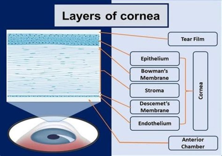 What are the 5 layers of the cornea