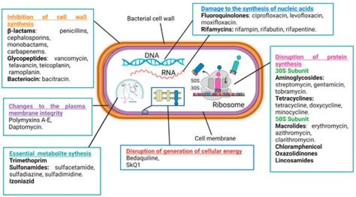What are the 5 modes of action of antimicrobial drugs