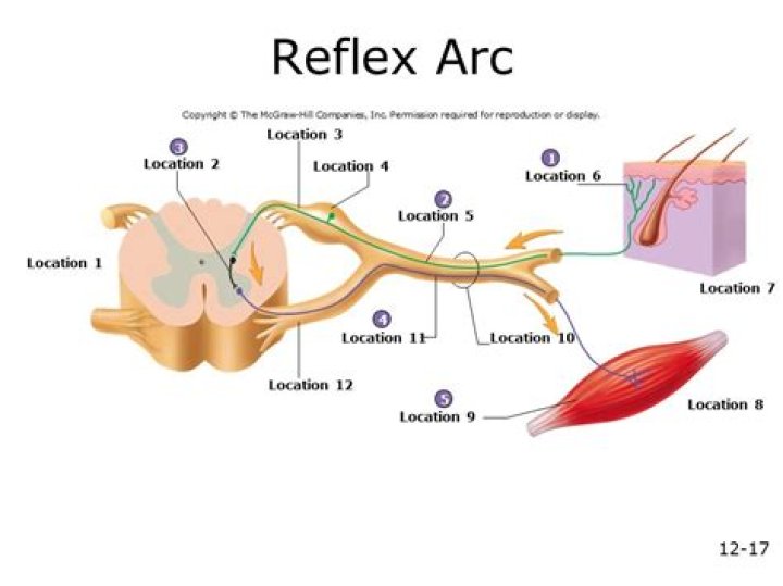 What are the 5 parts of a reflex arc?