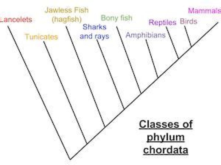 What are the 7 classes of chordates?