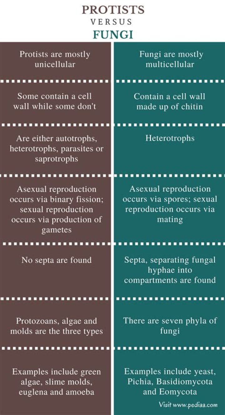 What are the characteristics of fungi protist and bacteria