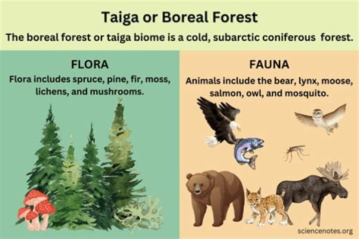What are the characteristics of the boreal forest?