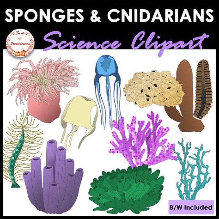 What are the ecological roles of sponges and cnidarians?
