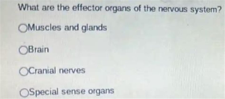 What are the effector organs?