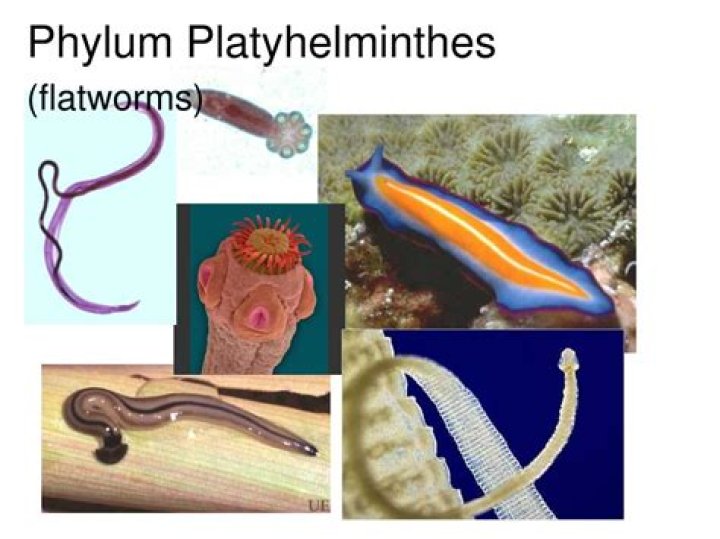 What are the examples of phylum platyhelminthes?