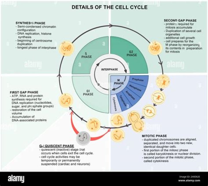 What are the five main phases of the cell cycle