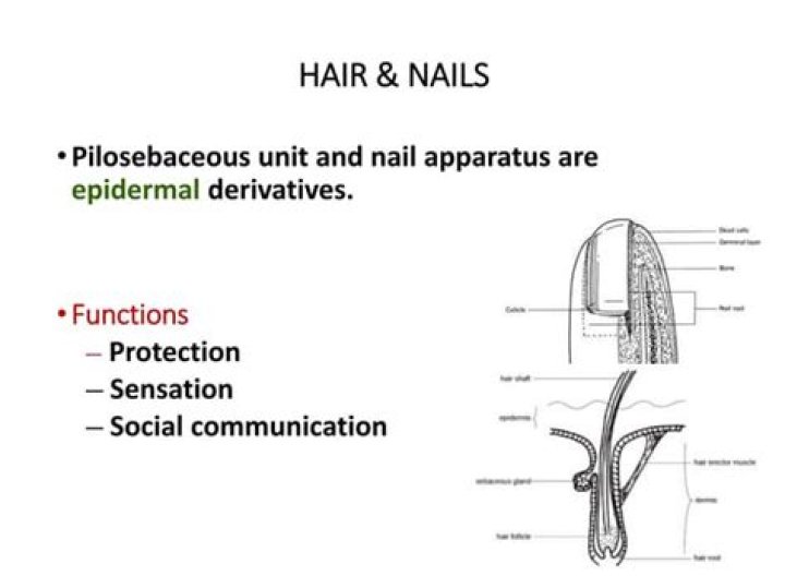 What are the functions of hair and nails?