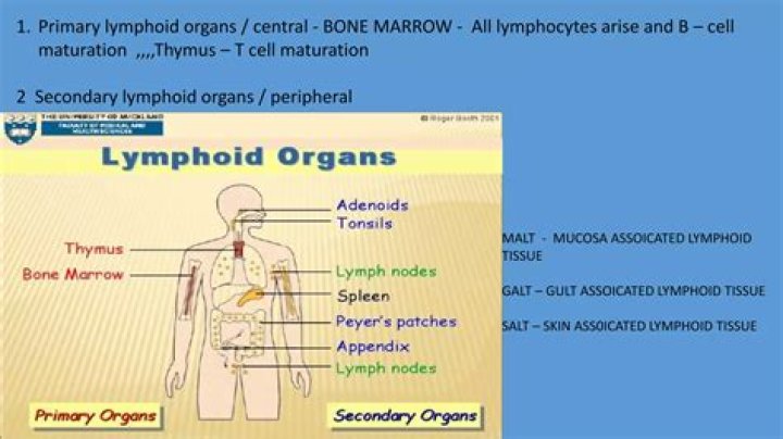 What are the functions of primary and secondary lymphoid organs?