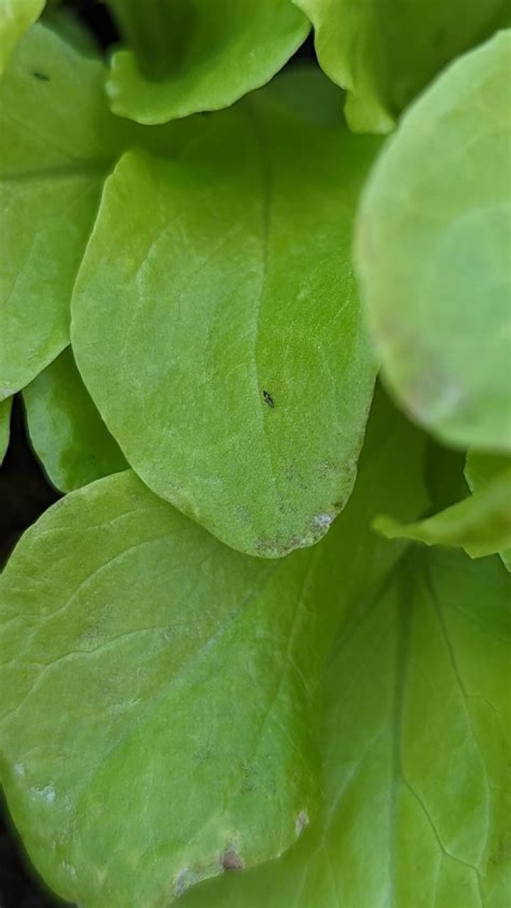 What are the little green bugs on my lettuce?