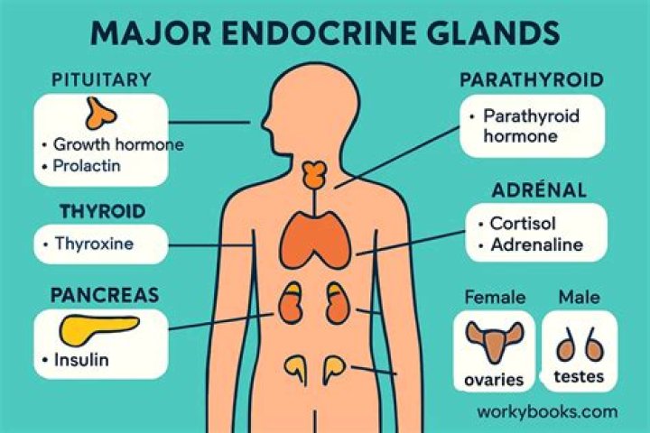 What are the major parts of endocrine system