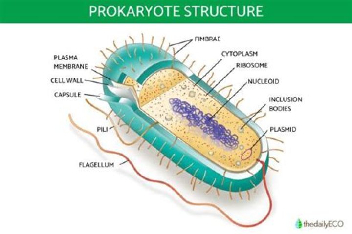 What are the parts of a prokaryotic flagella and what is their function?