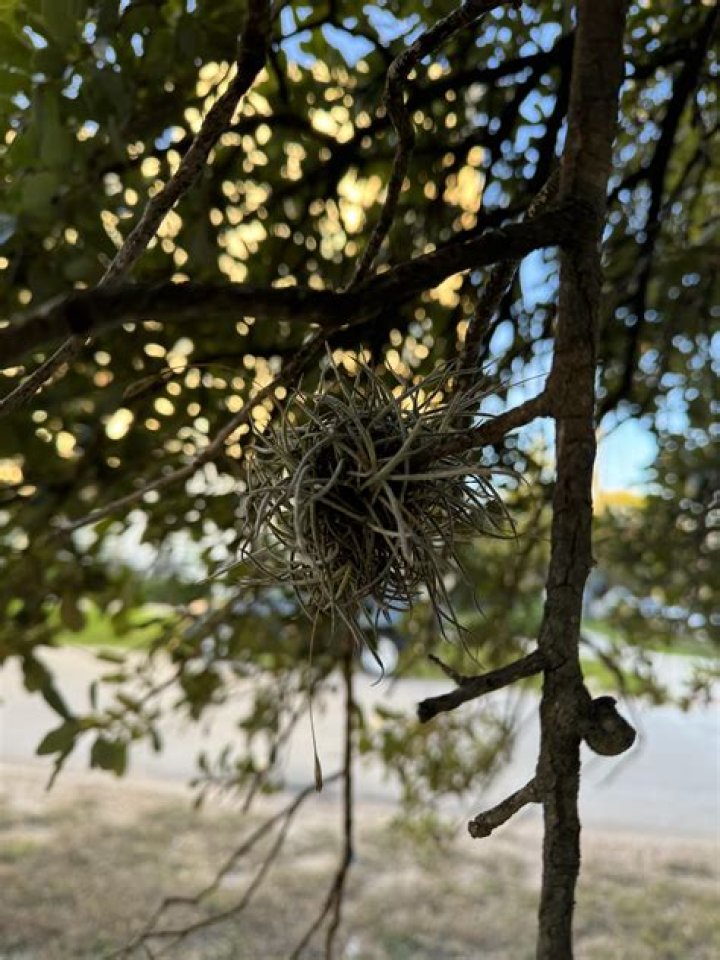 What are the red balls on my oak tree
