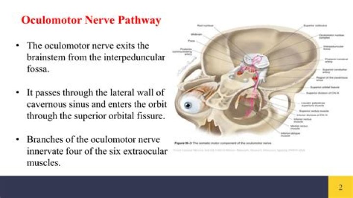 What are the signs of oculomotor nerve damage?