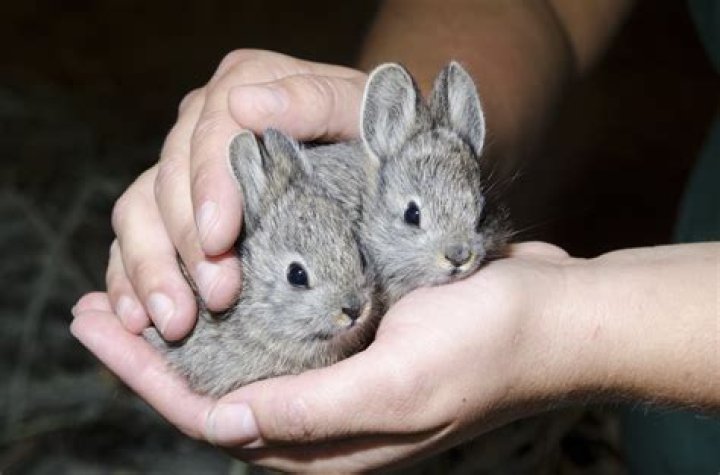 What are the smallest breeds of rabbits?