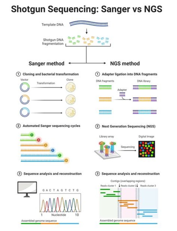 What are the steps in shotgun sequencing