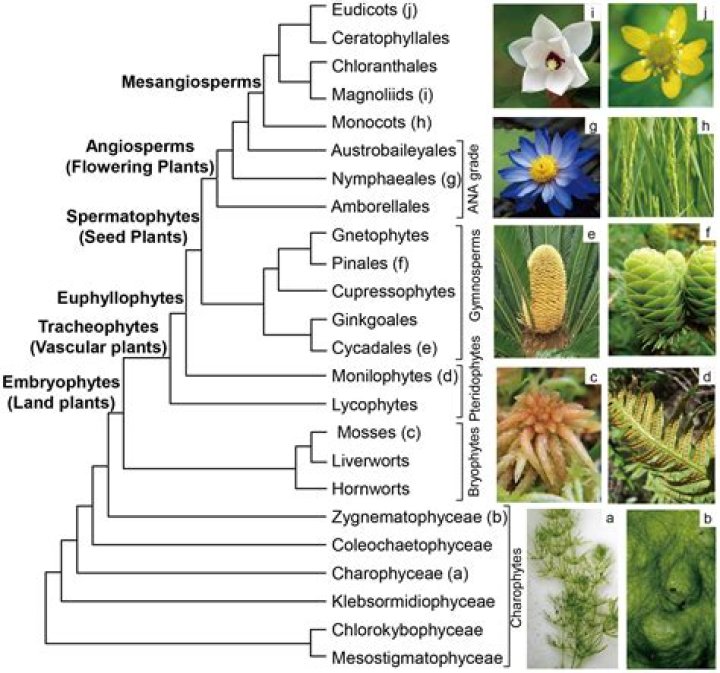 What are the Synapomorphies of angiosperms