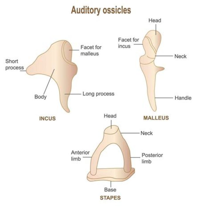 What are the three ear ossicles