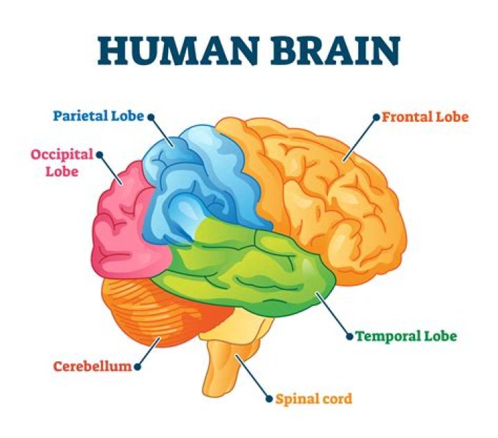 What are the three main components of the brain used in learning?