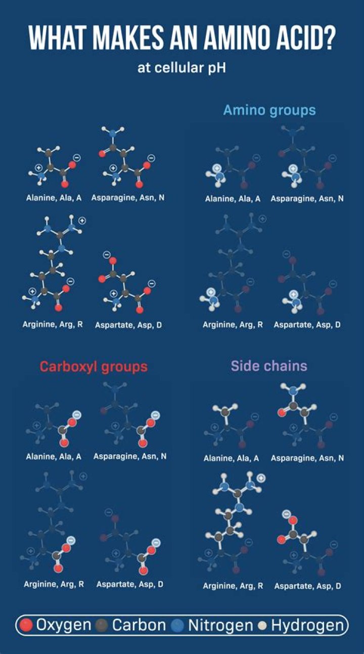 What are the three parts that make up an amino acid?