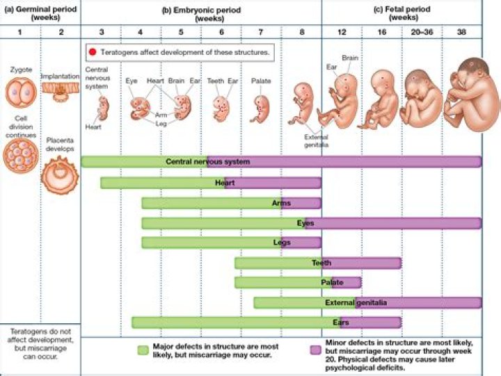 What are the three periods of prenatal development