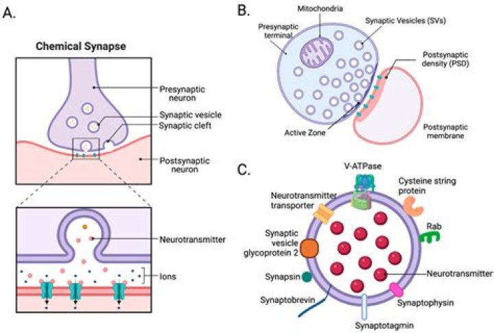 What are the three ways that a neurotransmitter is removed from the synapse