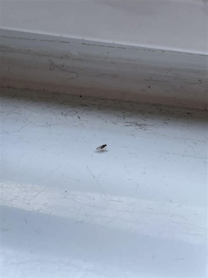 What are the tiny GREY bugs on my deck