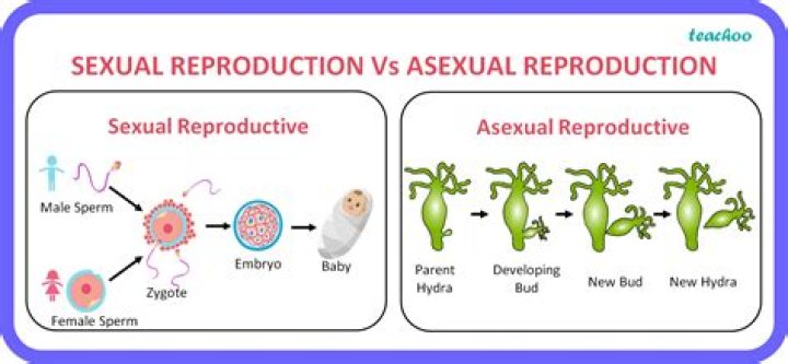 What are two disadvantages of asexual reproduction