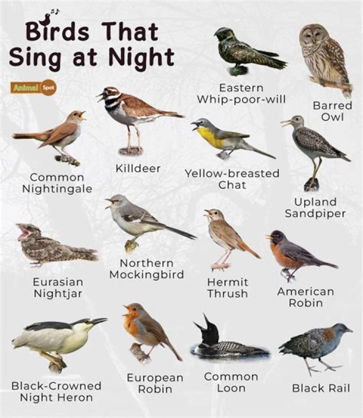 What bird chirps at night in NC