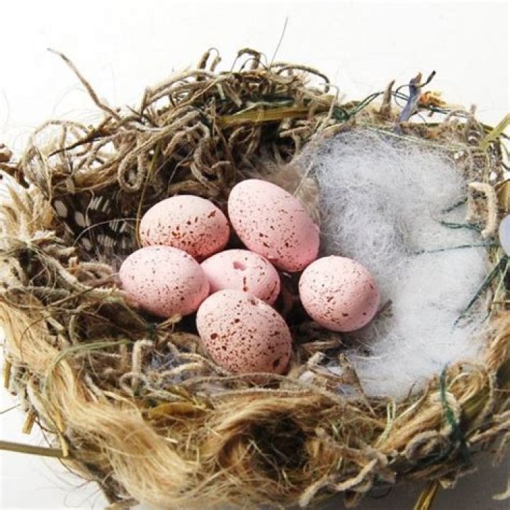 What bird has pink eggs?