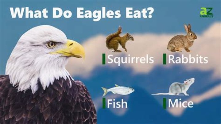 What birds do eagles eat