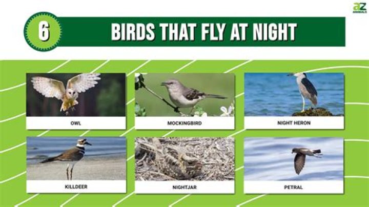 What birds fly at night in Georgia