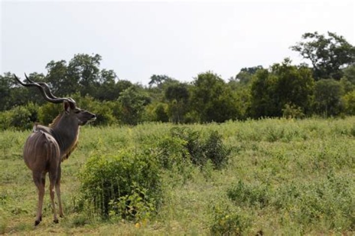 What brings rainfall to the Velds