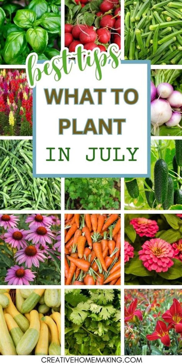 What can I plant in August in California