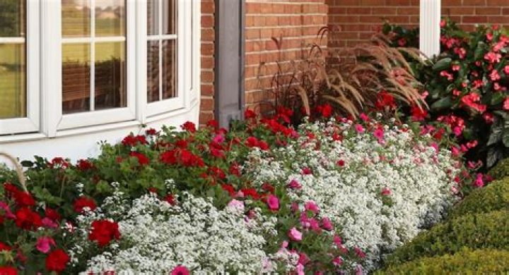 What can I plant in my above ground garden?
