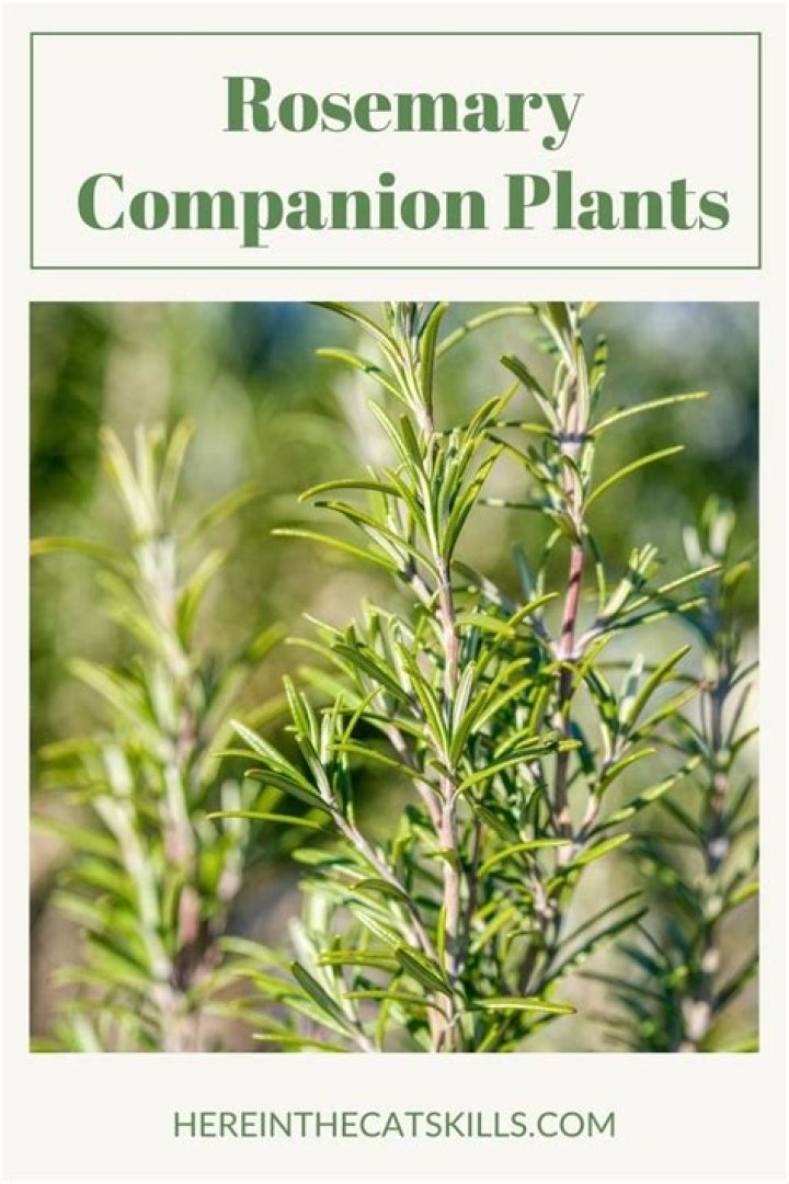What can I plant with rosemary
