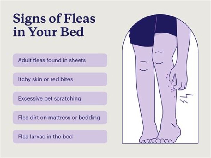 What can I spray on my bed for fleas