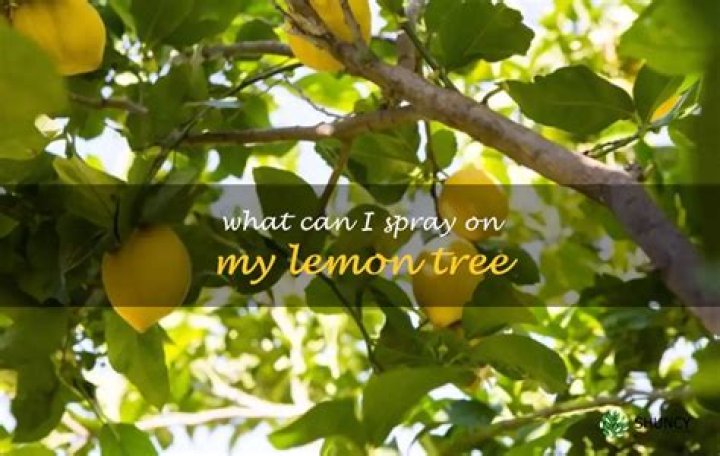 What can I spray on my lemon tree?