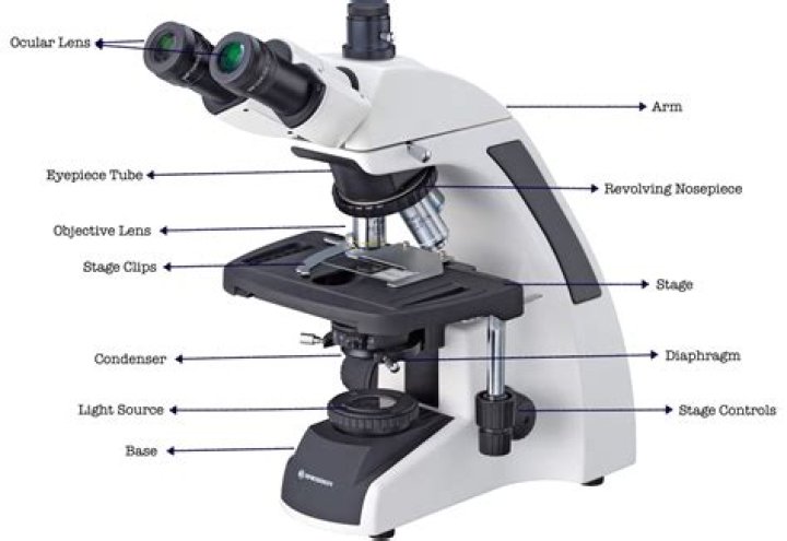 What can I use a microscope for