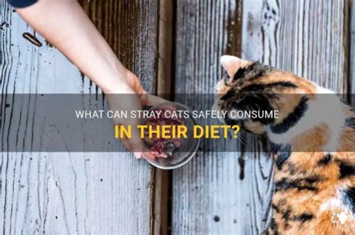 What can stray cats eat?