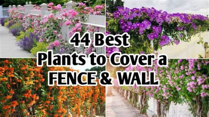 What can you plant on a pergola?