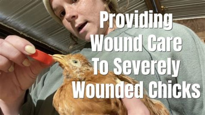 What can you put on a chicken wound?