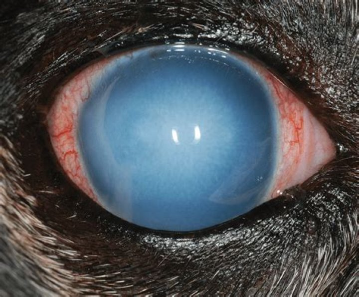 What causes blue eye in dogs