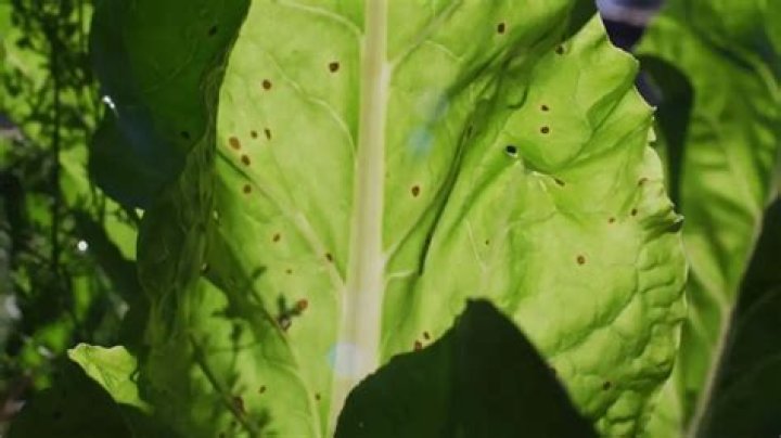 What causes brown spots on vegetable leaves